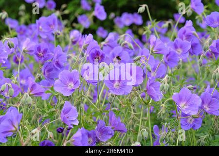 Hardy Geranium 'Orion' in flower. Stock Photo