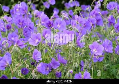 Hardy Geranium 'Orion' in flower. Stock Photo