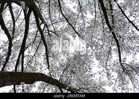 Branches of a large flowering magnolia against the background of the rain sky Stock Photo