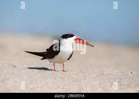 African skimmer (Rynchops flavirostris), Chobe National Park, Botswana, Africa Stock Photo