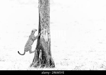 Cheetah cub (Acinonyx jubatus) at play, Masai Mara, Kenya, East Africa, Africa Stock Photo