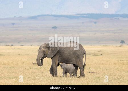 African elephant (Loxodonta africana) calf suckling, Masai Mara, Kenya, East Africa, Africa Stock Photo