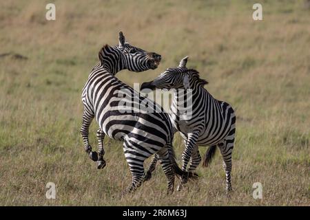 Plains zebra (Equus quagga boehmi) fighting, Masai Mara, Kenya, East Africa, Africa Stock Photo