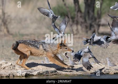 Black-backed jackal (Lupulella mesomelas) hunting Cape turtle doves (Streptopilia capicola), Kgalagadi Transfrontier Park Stock Photo