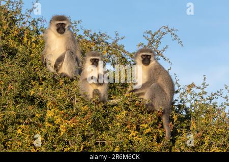 Vervet monkeys (Chlorocebus pygerythrus), Mountain Zebra National Park, Eastern Cape, South Africa, Africa Stock Photo