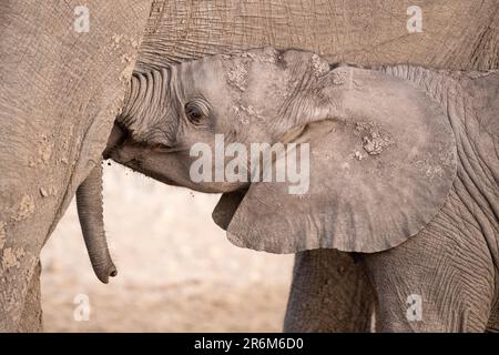 African elephant (Loxodonta africana) calf suckling, Chobe National Park, Botswana, Africa Stock Photo