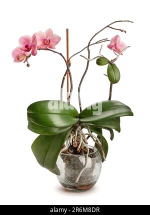 orchid in a pot path isolated on white Stock Photo