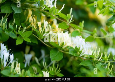 Beautiful yellow flowers of blossoming honeysuckle bush. Flowering white lonicera plant in summer garden. Beauty in nature. Stock Photo