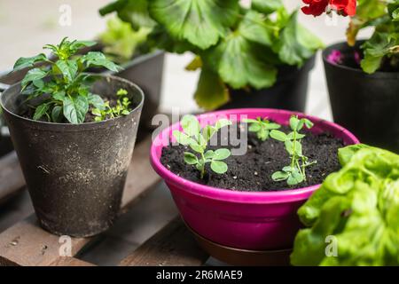 Various green plants and blossoming flowers in boxes on a terrace. Decorating house at summer. Stock Photo