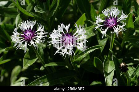 A group of three flower heads of Centaurea montana Alba. Stock Photo
