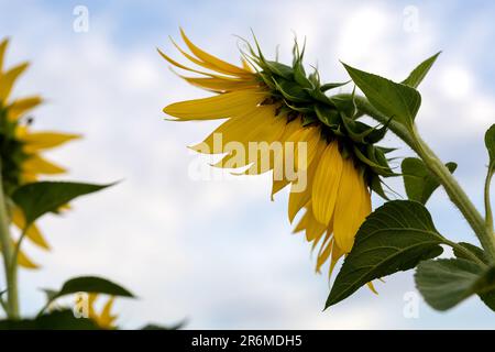 Sunflower flowers against a cloudy sky close-up Stock Photo