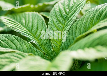 Close-up on green leaves of rodgersia aesculifolia plant. Beauty in nature. Stock Photo