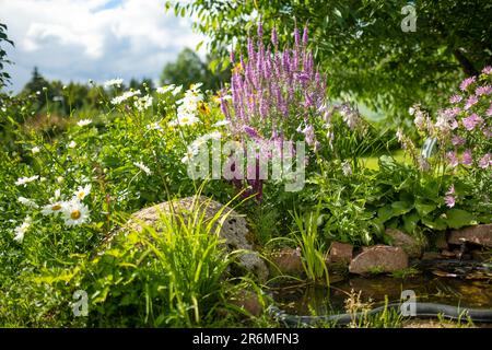 Small artificial pond on sunny summer day in the garden. Beautifully designed garden pond surrounded with various plants and flowers. Stock Photo