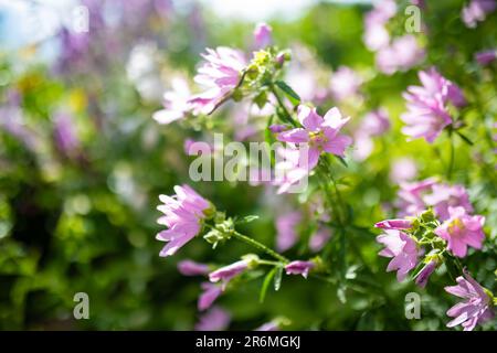 Tender pink flowers of tree mallow. Lavatera trimestris blossoming in summer garden on sunny day. Beauty in nature. Stock Photo
