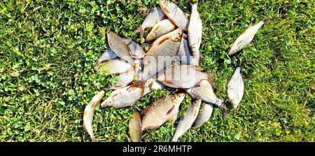 Caught big fish lies in a fishing boat, Niger River, Niger Stock Photo -  Alamy