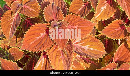 Ornamental garden.Bright pattern of variegated purple coleus leaves. Stock Photo