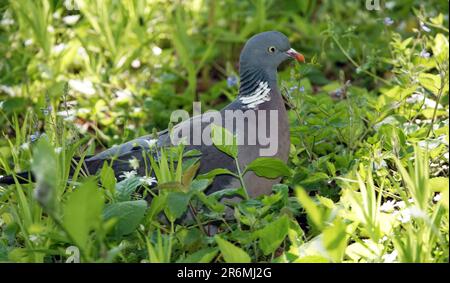 Pigeon Vyakhir or Vityuten sits alert in the grass Stock Photo