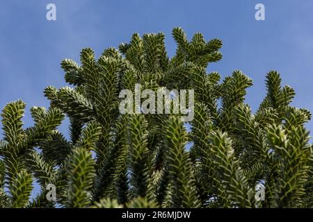 branches of the araucaria tree against the sky Stock Photo