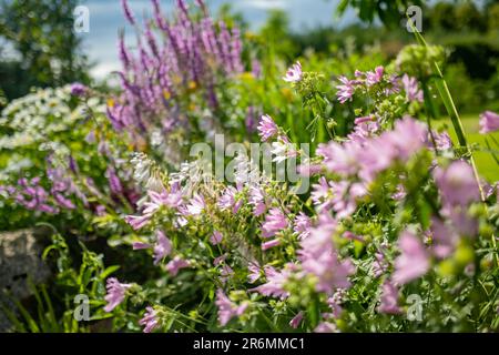 Tender pink flowers of tree mallow. Lavatera trimestris blossoming in summer garden on sunny day. Beauty in nature. Stock Photo