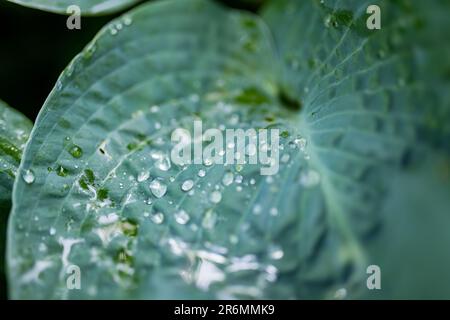 Raindrops on a leaf of hosta bush also known as plantain lily, widely cultivated as shade-tolerant foliage plants. Beauty in nature. Stock Photo