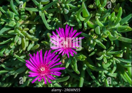 The mesembriantemo is a small succulent plant that forms compact or hanging bearings and, during flowering, covered with bright colors. Stock Photo