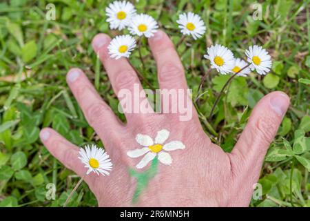 A hand with a daisy drawn on the back, resting on the grass with real daisies next to it Stock Photo