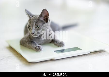 Young playful Russian Blue kitten playing on a weight scale. Gorgeous blue-gray cat with green eyes. Family pet at home. Stock Photo