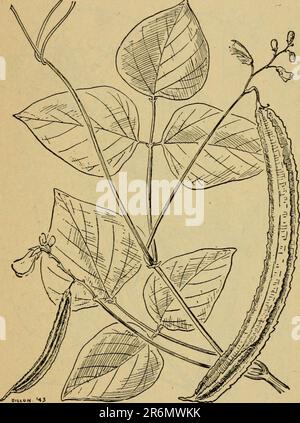 'Emergency food plants and poisonous plants of the islands of the Pacific' (1943) Stock Photo