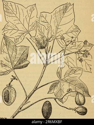 'Emergency food plants and poisonous plants of the islands of the Pacific' (1943) Stock Photo