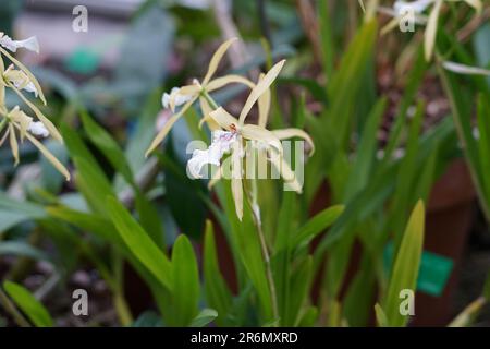 Flower of orchid in Latin called Miltonia flavescens, the yellowish miltonia native to South America. On the background there are defocused leaves. Stock Photo