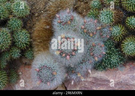Cluster of cacti in Latin called Mammillaria bocasana Poselger with flowers and flower buds growing in circle on the top of each globe. Stock Photo