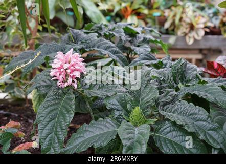 Blooming jacobinia plant, in Latin called Jacobinia cornea growing in a green house of a botanical garden. Stock Photo