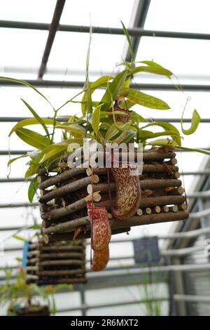 Nepenthes ventricosa, carnivorous plant, called as well tropical pitcher plants cultivated in a hanging pot in a botanical garden. Stock Photo