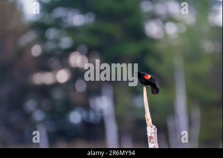 Red-Winged Blackbird Agelaius phoeniceus perched high on a dead tree Stock Photo