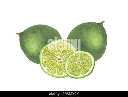 Watercolor set of whole limes and slices isolated on white background. Botanical illustration for menu, cocktail party, flyer, posters, for the design Stock Photo