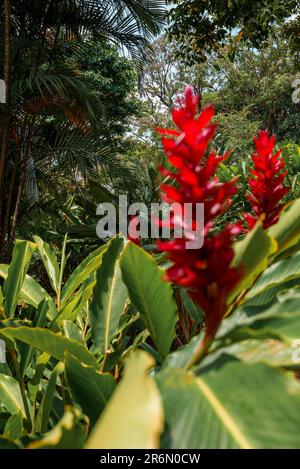 Red ginger flowers growing on plants at tropical forest in Costa Rica Stock Photo