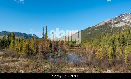 Wilderness landscape view of marsh marshy moose area in Yukon Territory during summertime. Stock Photo