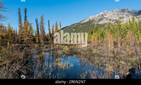 Wilderness landscape view of marsh marshy moose area in Yukon Territory during summertime. Stock Photo