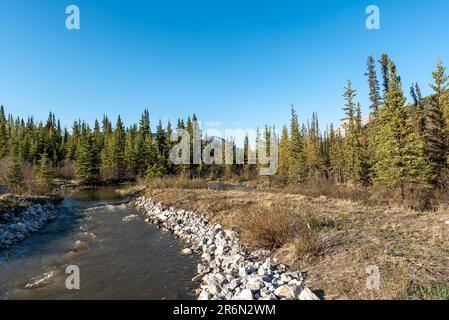 Wilderness landscape view of marsh marshy moose area in Yukon Territory during summertime. Stock Photo