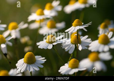 IN summer, fresh chamomile blossoms bloom in a meadow. The sun shines on the white and yellow flowers from behind Stock Photo