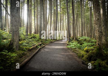 A trail leading through the Tongass National Rainforest at Icy Strait Point near Hoonah, Alaska. Stock Photo