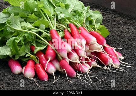 Bunch of red radishes grown organically Stock Photo