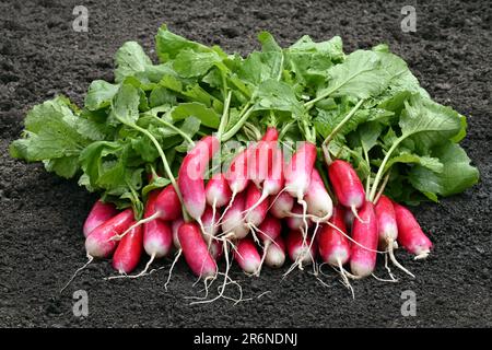 Bunch of freshly harvested red radishes on dark soil in organic garden setting Stock Photo