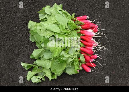 Bunch of red radishes grown organically taken from above Stock Photo