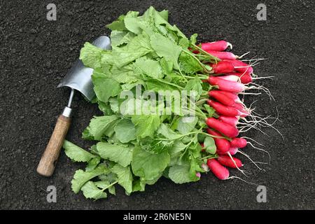 Bunch of red radishes grown organically taken from above with garden trowel Stock Photo
