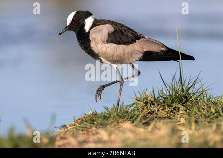 Blacksmith lapwing or blacksmith plover (Vanellus armatus) - Onkolo Hide, Onguma Game Reserve, Namibia, Africa Stock Photo