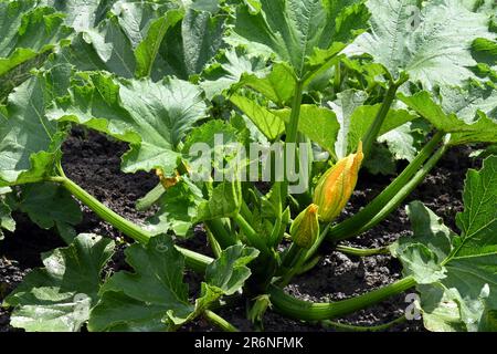 Courgette plant and squash blossom grown in organic garden Stock Photo