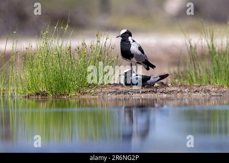 Blacksmith lapwing or blacksmith plover (Vanellus armatus) - Onkolo Hide, Onguma Game Reserve, Namibia, Africa Stock Photo