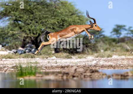 Male Impala (Aepyceros melampus) jumping - Onkolo Hide, Onguma Game Reserve, Namibia, Africa Stock Photo
