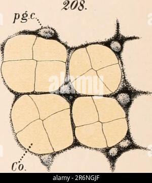 'The embryology and metamorphosis of the Macroura' (1891]) Stock Photo